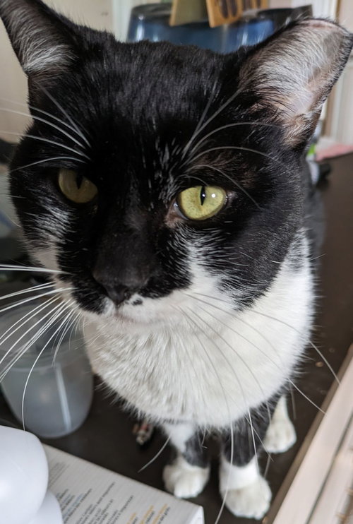 Mugsy