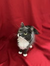 Mrs. Claws