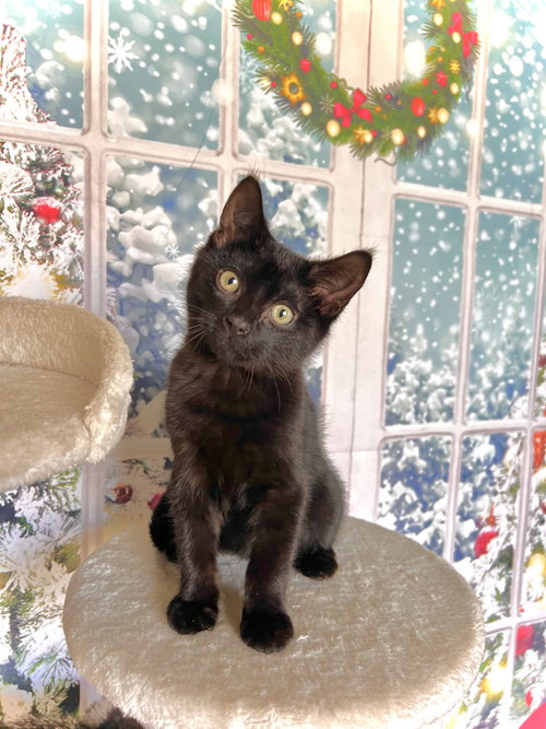 Binx