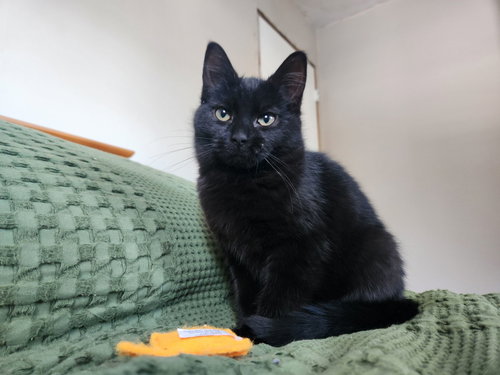 CoCo