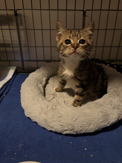 Miles Kriger  CH kitten