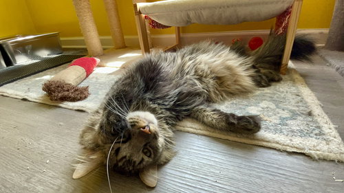 Boo