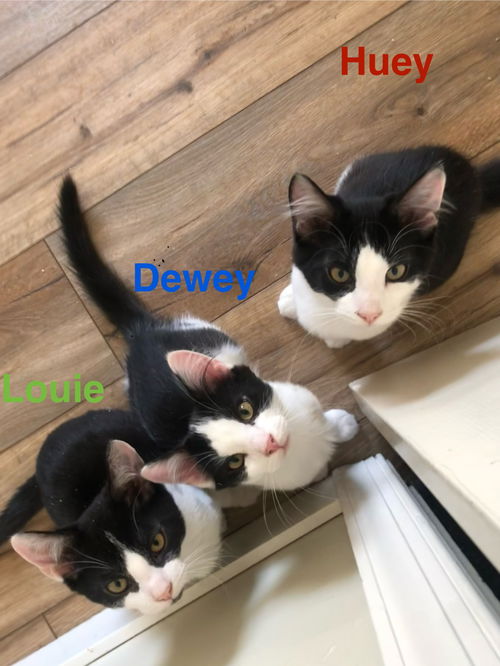 Dewey