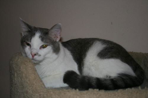 Sweet William