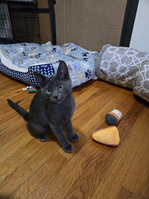 Finn