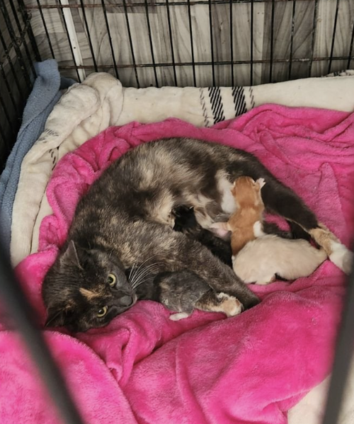 Mama