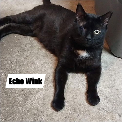 Echo Wink