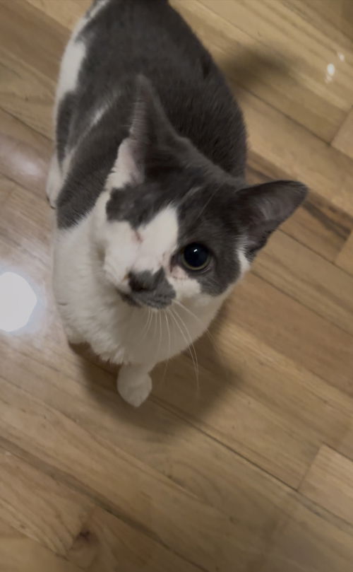 Jellybean
