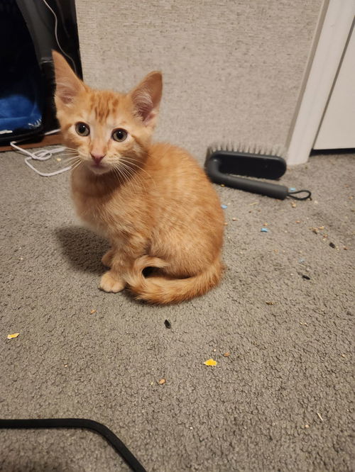 Pumpkin Pie