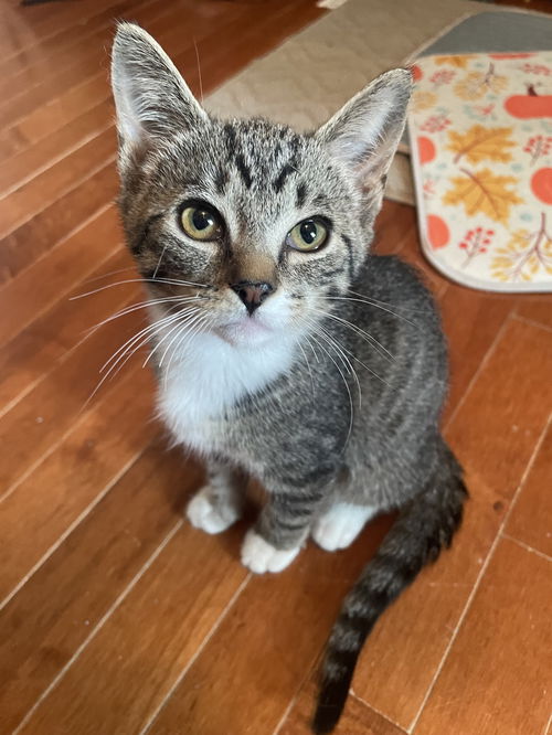 Tomas