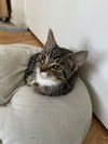 Tomas