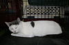 Casper