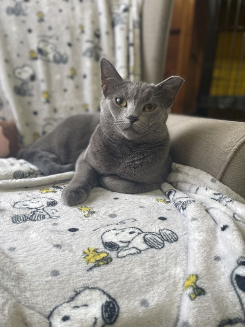 picture of the cat needing adoption