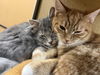 Wolfie (with Honey)