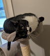 Biscotti