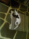 Peanut