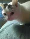 Peanut