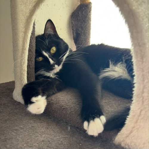 Susie, an adoptable Tuxedo in Stewartsville, NJ