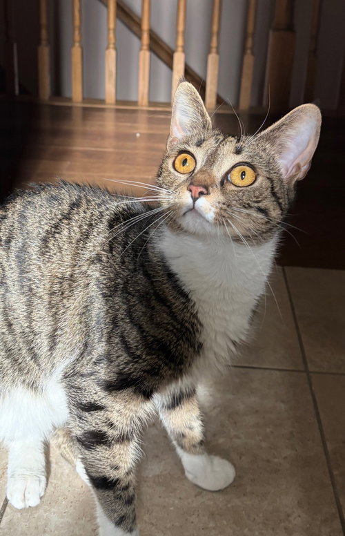 picture of the cat needing adoption