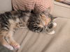Brandy