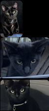 Tomasa
