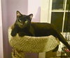 Tomasa