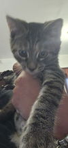 Portia