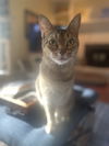 Kat