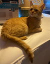 Clementine