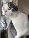 Milo