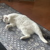 Milo