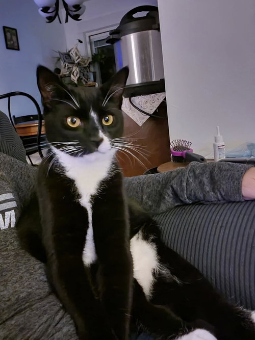 picture of the cat needing adoption