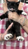 Onyx