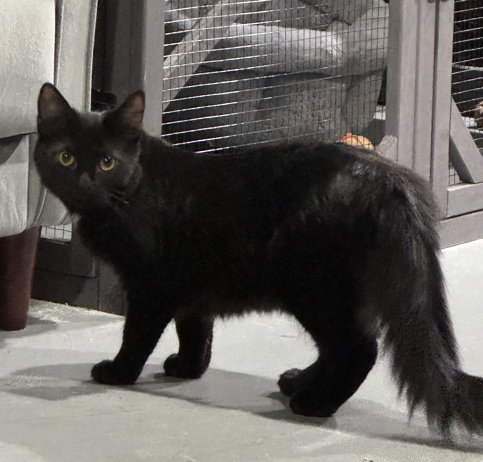 Lunar, cat