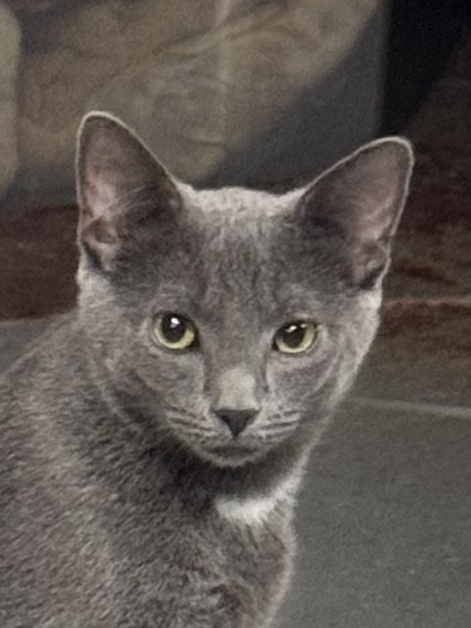 Phantom, cat