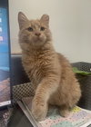 Kipper