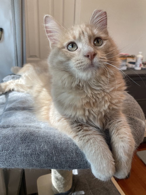 Kipper
