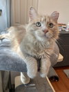 Kipper