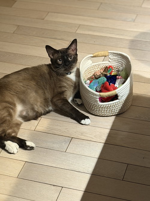 Floki, Adult Domestic Short Hair, cat for adoption in Bethlehem, Pennsylvania