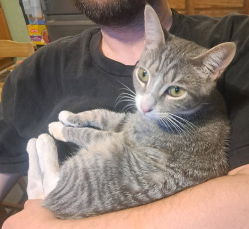 picture of the cat needing adoption