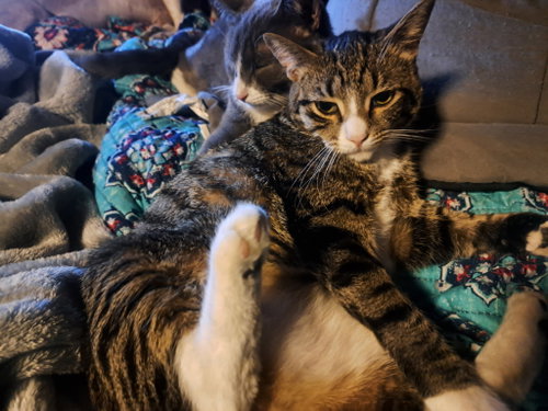 Shock, an adoptable Domestic Short Hair in Stewartsville, NJ