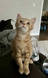 Cider