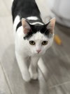 Nala