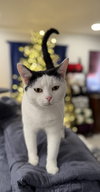 Nala