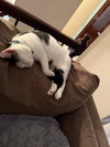 Nala