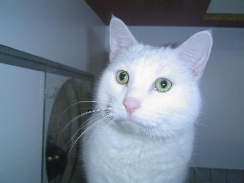 Snowie