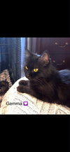 Gemma