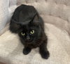 Gemma