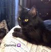 Gemma