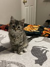 Opie